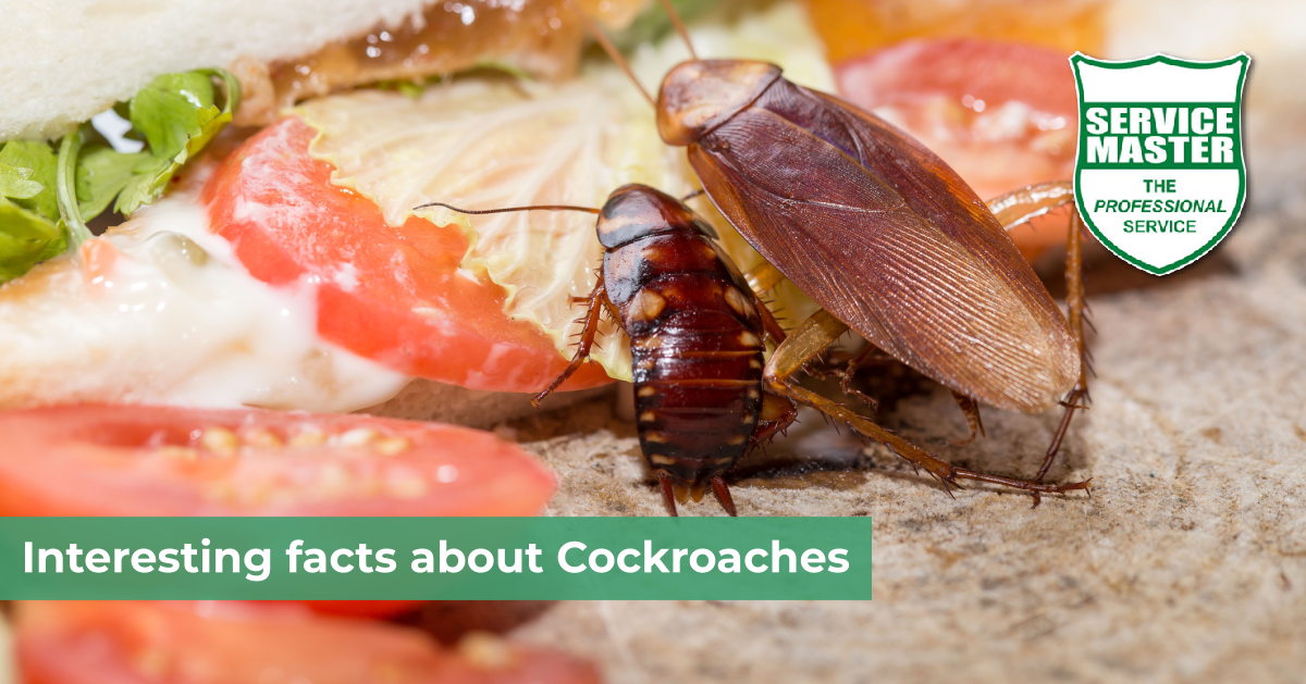 Interesting facts about Cockroaches